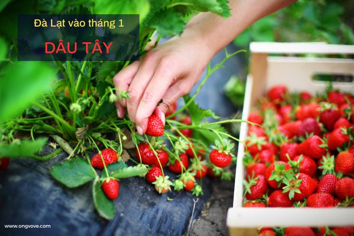 Đà Lạt vào tháng 1 dâu tây