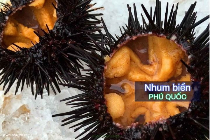 Nhum biển Phú Quốc - món bổ cho quý ông nhanh chóng hồi phục sinh lực