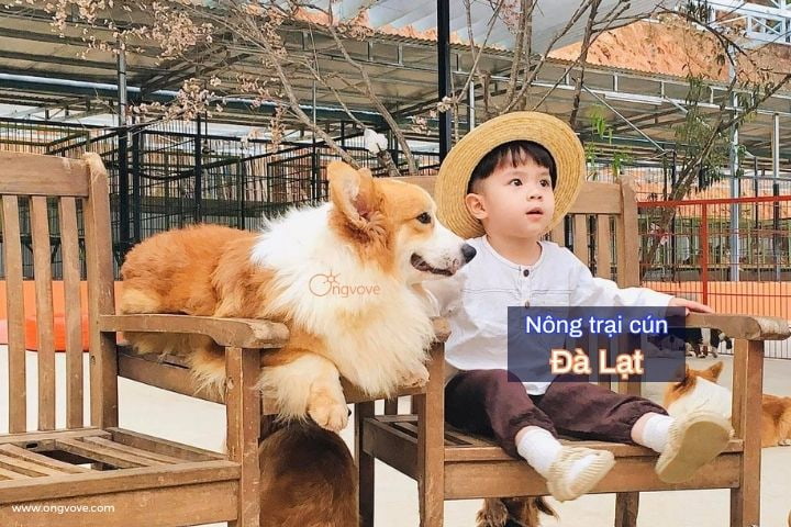 Nông trại cún