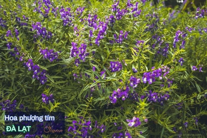 Hoa phượng tím rợp trời