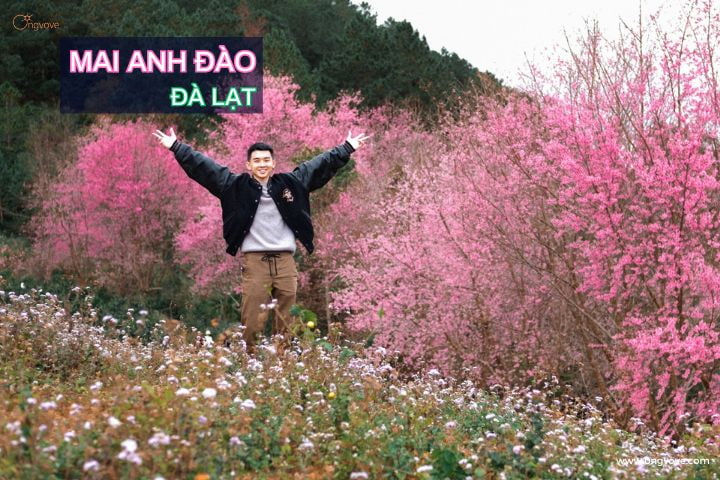 hoa mai anh đào đà lạt