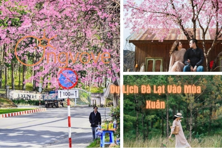 Đà Lạt mùa xuân có gì đẹp? Ăn gì? Tham quan địa điểm nào vào mùa này