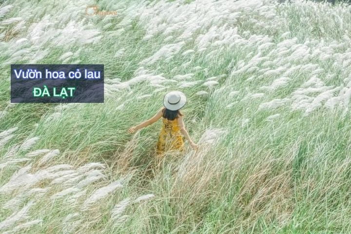 Vườn hoa cỏ lau trắng xóa