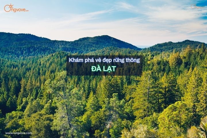 rừng thông đà lạt