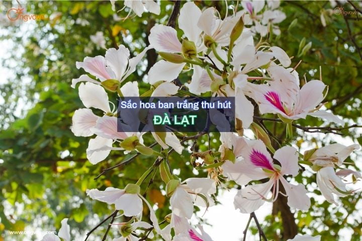 Sắc hoa ban trắng thu hút