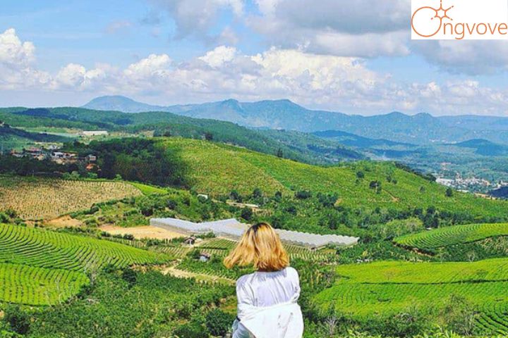 Đồi chè Cầu Đất