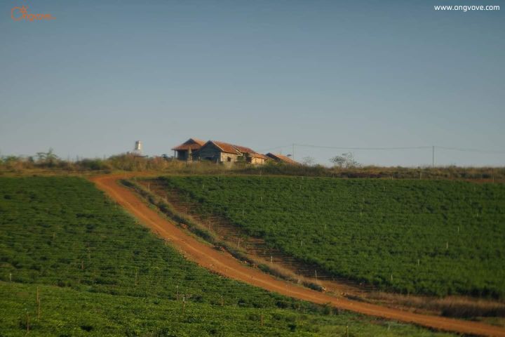Felix Blao Farm
