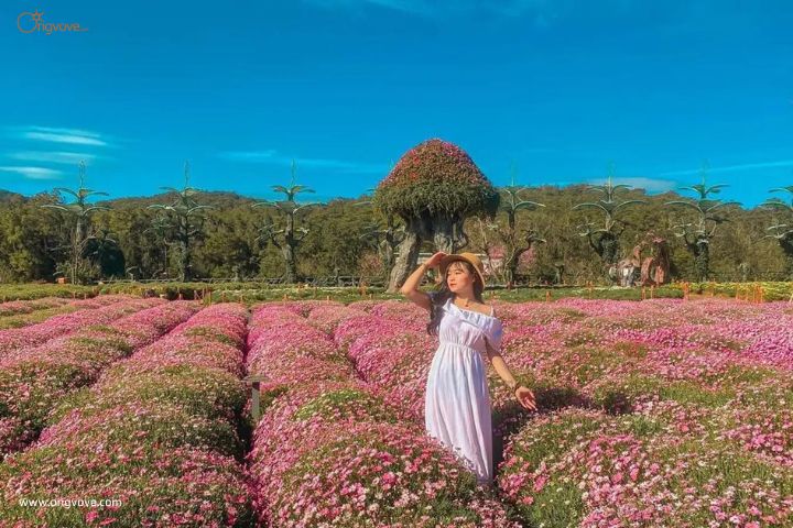  Cánh đồng hoa nhiều màu sắc