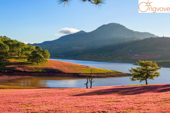 Đồi cỏ hồng khu vực cây cô đơn