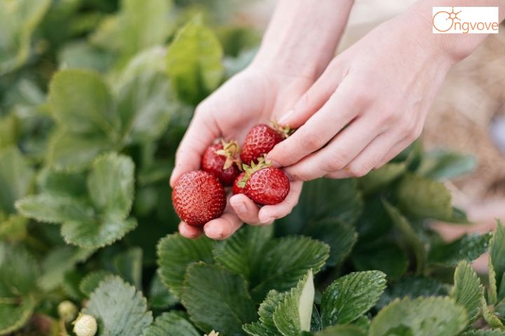 1. Vườn dâu Ichigo Đà Lạt xinh xắn