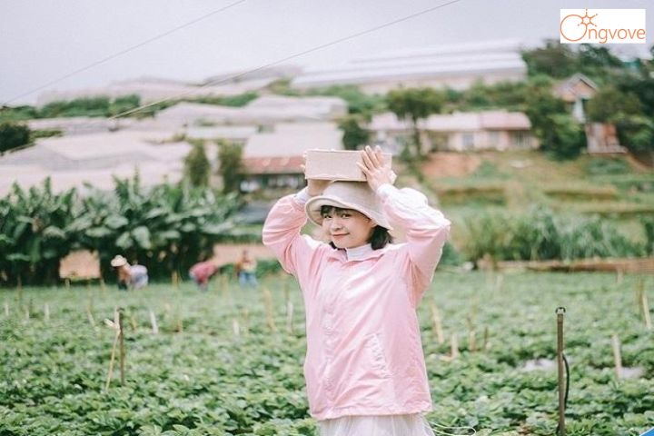 14.Vườn dâu Liên Hằng 