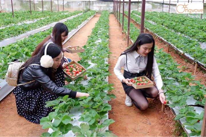 16. Vườn dâu Phước Lộc - Vườn dâu công nghệ cao Đà Lạt