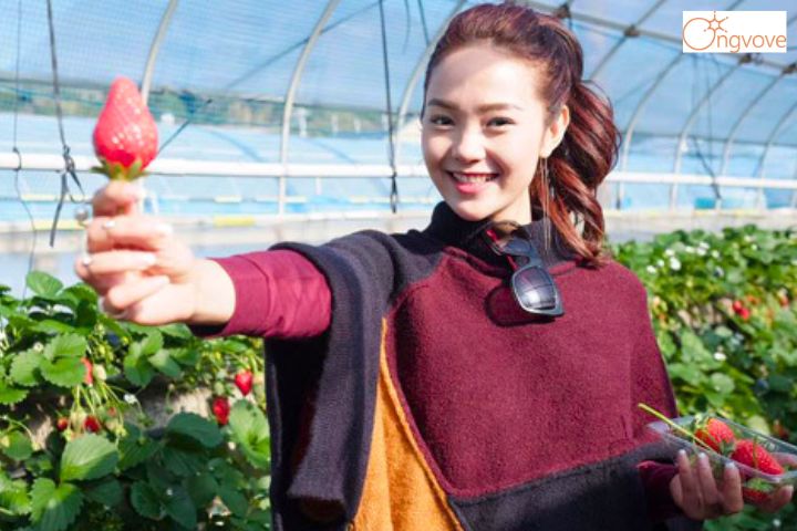  2. Vườn dâu Hiệp Lực - Vườn dâu tây Đà Lạt công nghệ cao