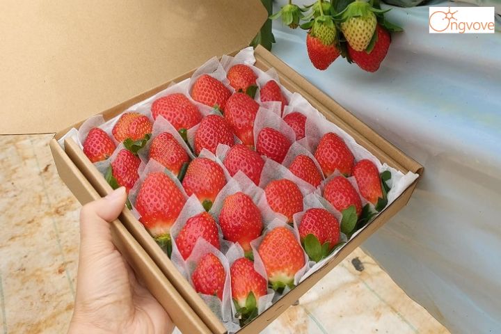 3. Vườn dâu Đà Lạt tự hái - Vườn dâu Su Bơ 