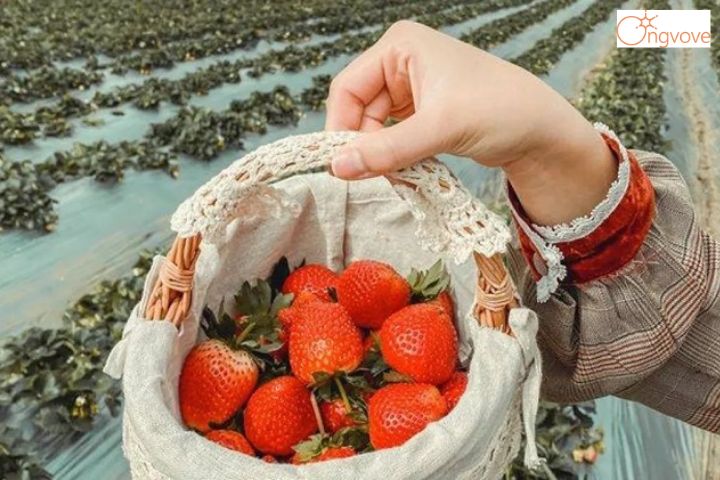 5. Vườn dâu nhật B- Farm Đà Lạt 
