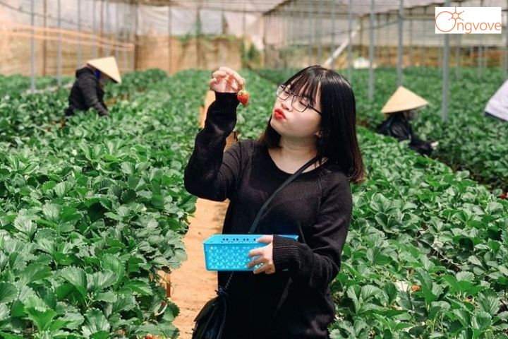 7. Vườn dâu Bunny Hill với nhiều góc sống ảo
