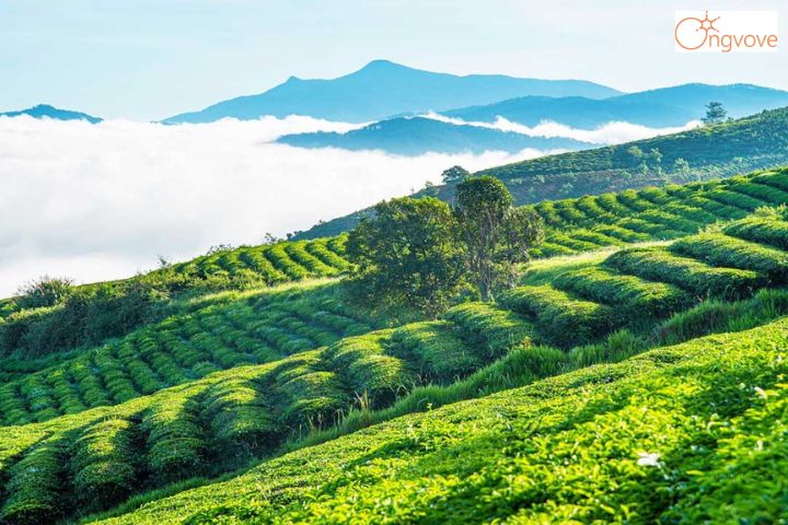 Giá vé ở Đồi chè Cầu Đất như thế nào? 