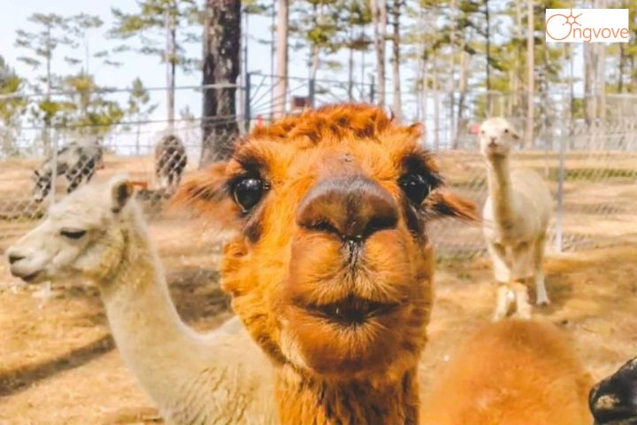 Giá vé vườn thú Zoodoo Đà Lạt