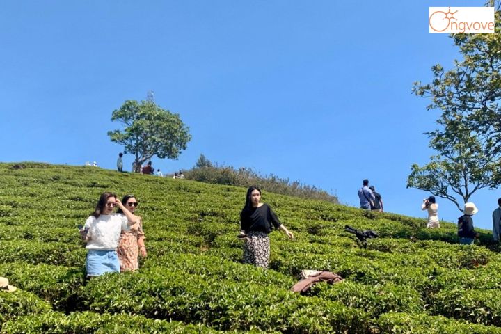 Hóa thân thành người nông dân với tour Nông Trại Xanh