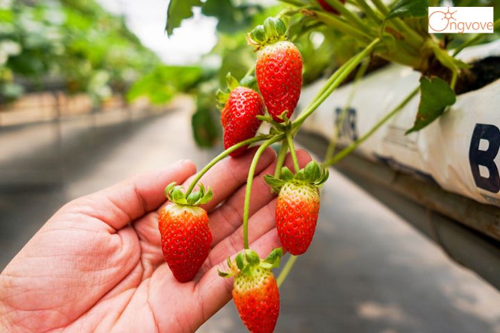 Kinh nghiệm hái dâu Đà Lạt tại vườn 