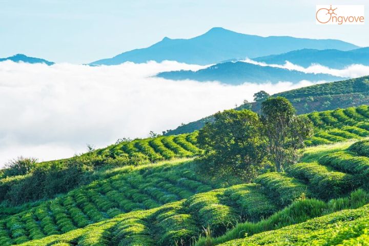 Kinh nghiệm săn mây tại đồi chè Cầu Đất