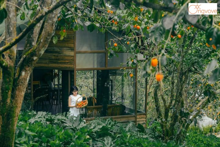 Tham quan khu vườn hồng tại Cầu Đất Garden