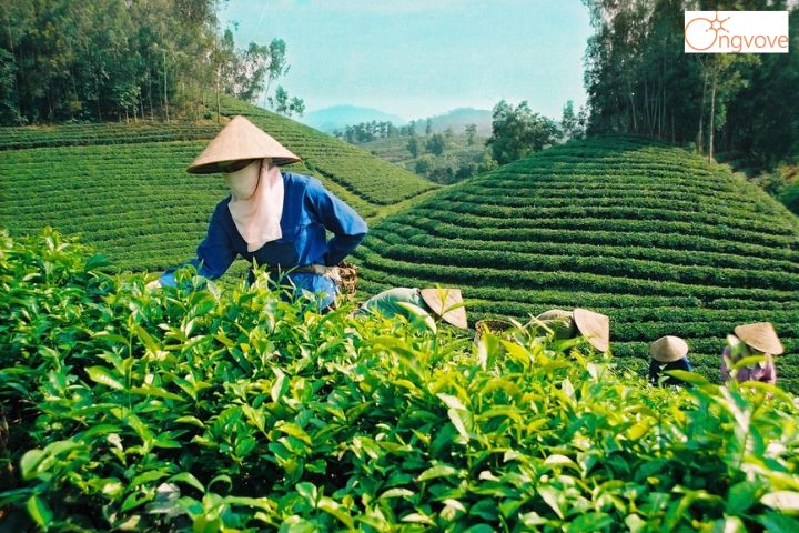 Trải nghiệm chương trình tour trà