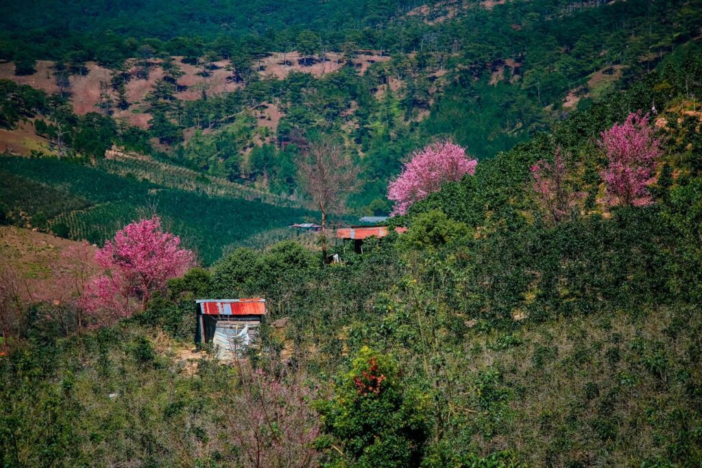 Không Gian Và Phong Cách Thiết Kế Của In The Pines Homestay Đà Lạt