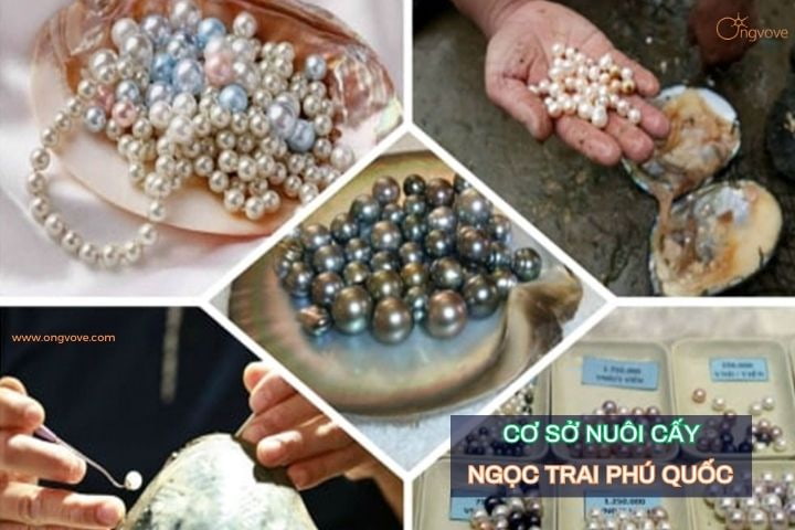 Cơ sở nuôi cấy ngọc trai Phú Quốc uy tín