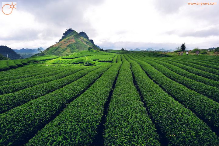 Cao nguyên Mộc Châu