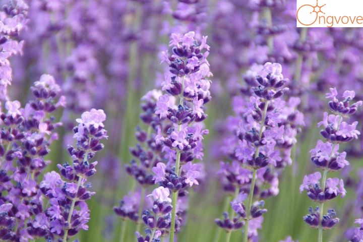 Hoa Lavender Đà Lạt