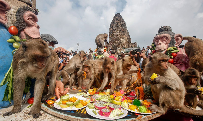 Lễ hội khỉ ở Lopburi 